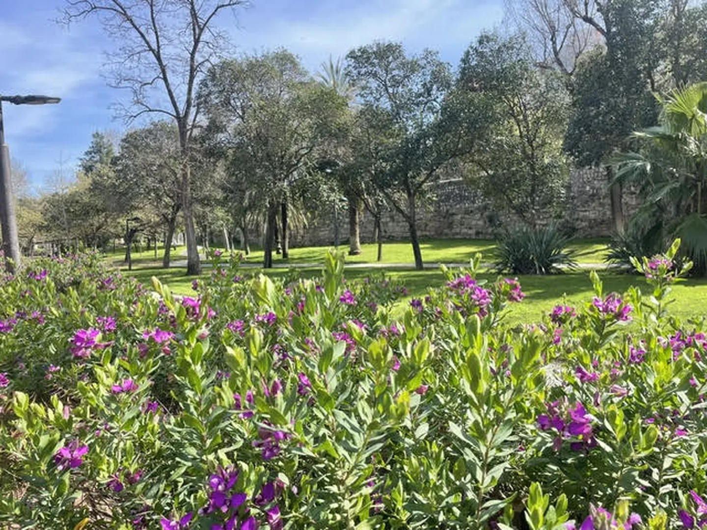 Canteiro de flores roxas e árvores num jardim