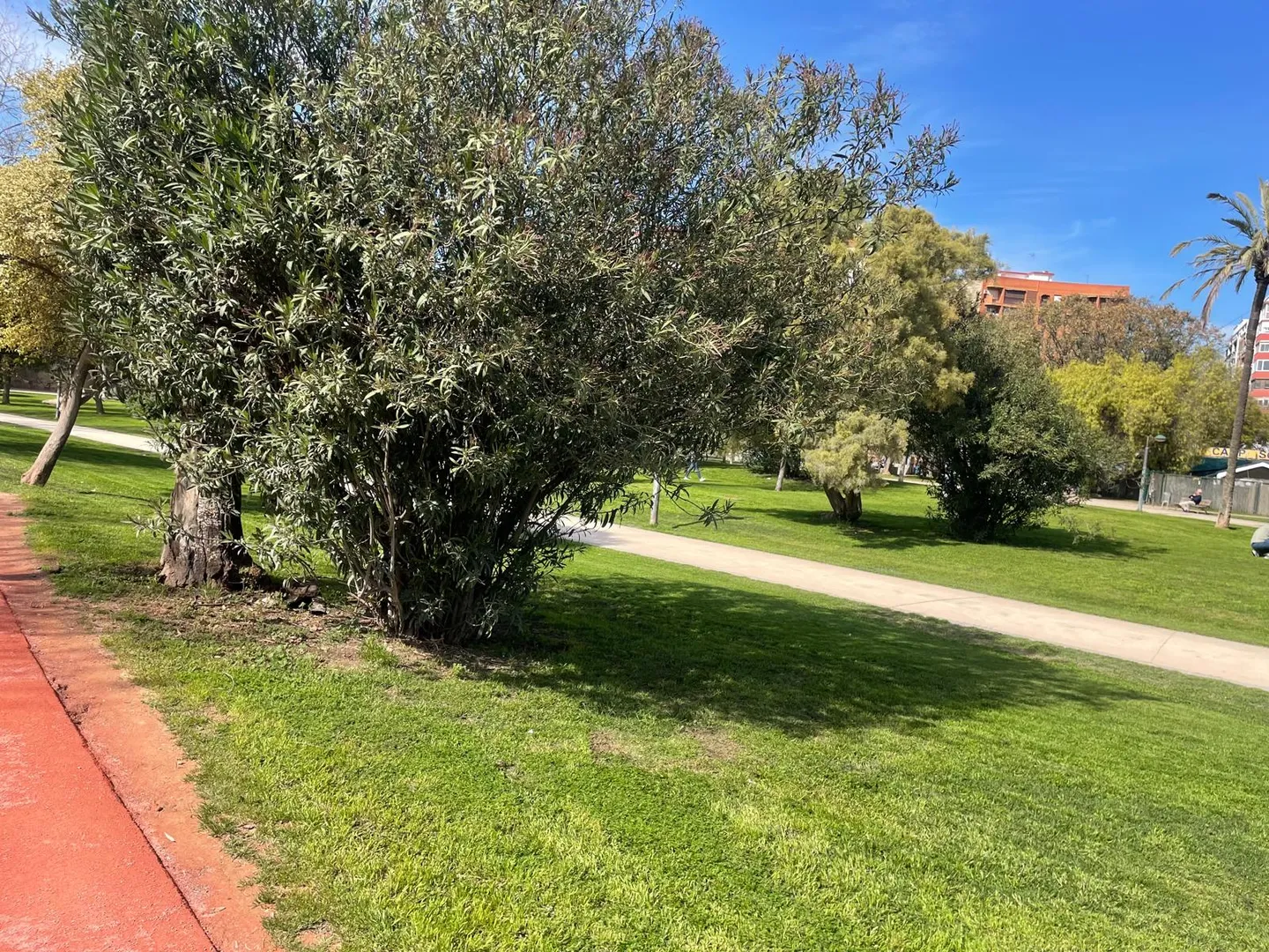 Oliveiras e caminhos num jardim urbano